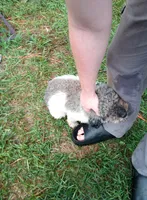 Lil Prince ♦️🐾 RED merle , a male Poodle - Toy  for sale in Hillsdale, MI – 8 of 10