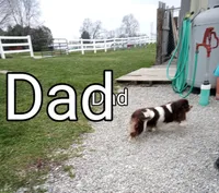 💕💙 Mini Mocha future cavapoo, a  Cavapoo for sale in Hillsdale, MI – 10 of 10