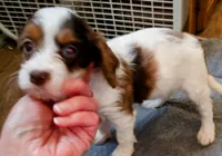Blue eyed Doll🥰 choc. merle female , a female Cavapoo for sale in Hillsdale, MI – 8 of 9