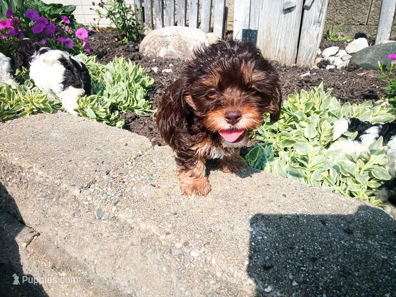 Hershey's dream girl  – Cavapoo puppy for sale in Hillsdale, MI