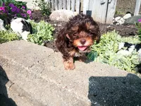 Hershey's dream girl , a female Cavapoo for sale in Hillsdale, MI – 3 of 7