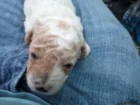 Tiny man , a male Poodle - Toy  for sale in Hillsdale, MI – 3 of 6
