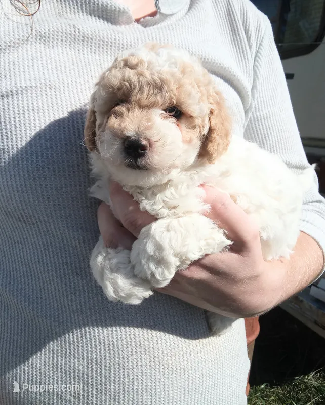 Little 💙Patches 💕 apricot parti – Poodle - Toy  puppy for sale in Hillsdale, MI