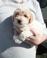 Little 💙Patches 💕 apricot parti, a male Poodle - Toy  for sale in Hillsdale, MI – 1 of 6