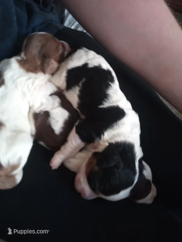 💙Tiny little spot  – Cavapoo puppy for sale in Hillsdale, MI