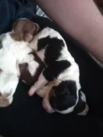 💙Tiny little spot , a male Cavapoo for sale in Hillsdale, MI – 1 of 4