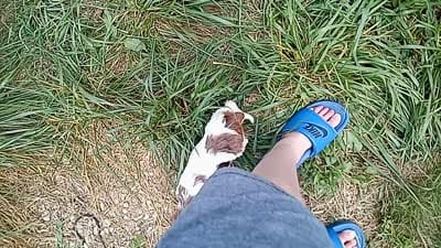 🥰 Tiny man 💙 with ICE Blue eyes , a male Cavapoo for sale in Hillsdale, MI – 7 of 7