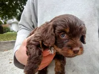 💕💙 little tike Chocolate cavapoo , a male Cavapoo for sale in Hillsdale, MI – 3 of 7