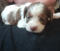 Cookies and cream 🍪 merle, a female Cavapoo for sale in Hillsdale, MI – 2 of 6