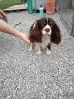 💙Tiny little spot , a male Cavapoo for sale in Hillsdale, MI – 4 of 4