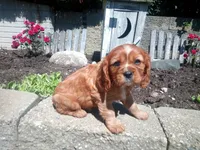 Lil red AKC , a male Cavalier King Charles Spaniel for sale in Hillsdale, MI – 2 of 4