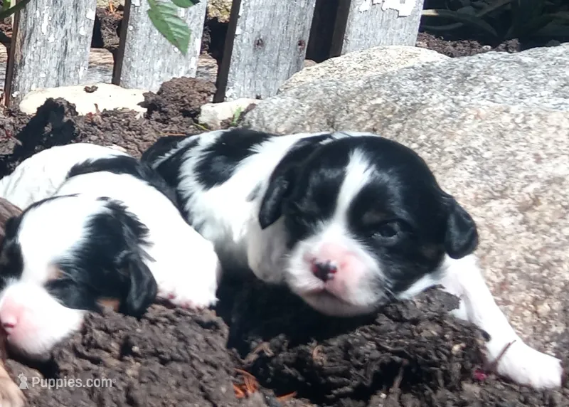 Spot – Cavapoo puppy for sale in Hillsdale, MI