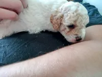 Little 💙Patches 💕 apricot parti, a male Poodle - Toy  for sale in Hillsdale, MI – 6 of 6