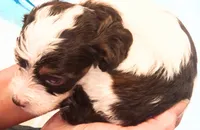 Lil' Hershey's kiss , a male Cavapoo for sale in Hillsdale, MI – 3 of 4