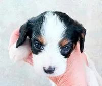 💙Tiny Tim (tiny man), a male Cavapoo for sale in Hillsdale, MI – 4 of 9