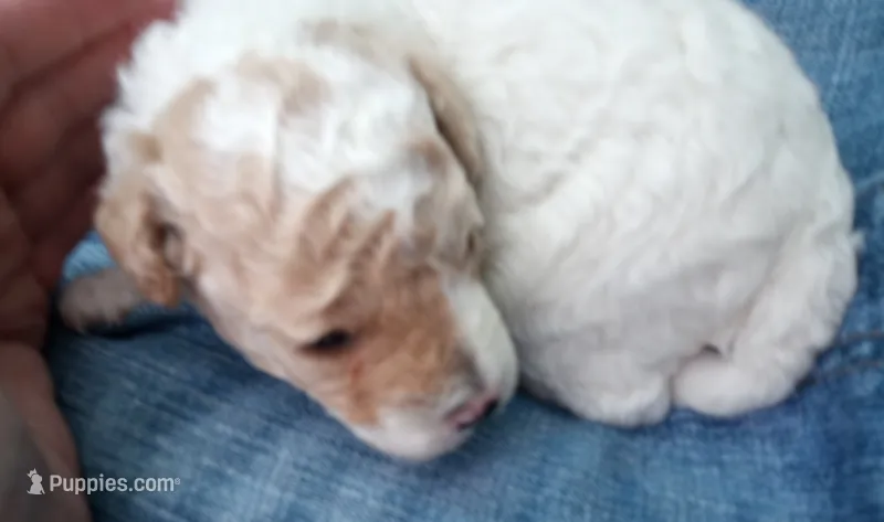 Tiny man  – Poodle - Toy  puppy for sale in Hillsdale, MI