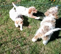 Lil Prince ♦️🐾 RED merle , a male Poodle - Toy  for sale in Hillsdale, MI – 9 of 10