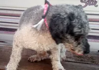 Lil Prince ♦️🐾 RED merle , a male Poodle - Toy  for sale in Hillsdale, MI – 7 of 10