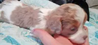 Cookies 🍪 merle, a female Cavapoo for sale in Hillsdale, MI – 3 of 8