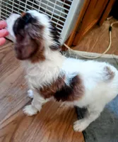 Blue eyed Doll🥰 choc. merle female , a female Cavapoo for sale in Hillsdale, MI – 4 of 9