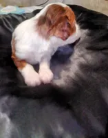 CoCo chocolate merle , a female Cavapoo for sale in Hillsdale, MI – 3 of 6