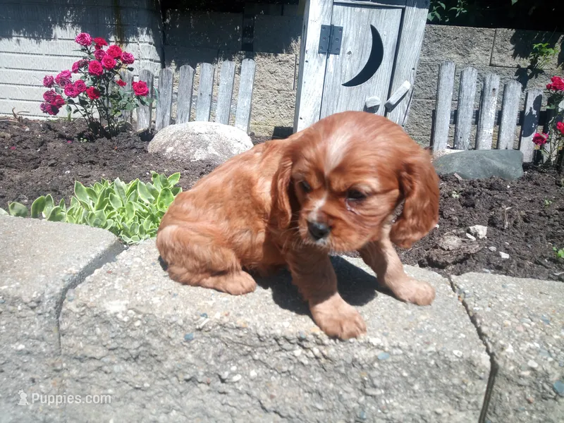 Lil red AKC  – Cavalier King Charles Spaniel puppy for sale in Hillsdale, MI