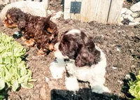 Hershey's dream girl , a female Cavapoo for sale in Hillsdale, MI – 7 of 7