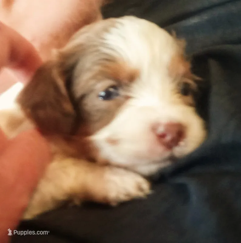 Cookies and cream 🍪 merle – Cavapoo puppy for sale in Hillsdale, MI