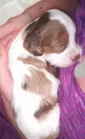 Lil' Doll chocolate merle , a female Cavapoo for sale in Hillsdale, MI – 5 of 7