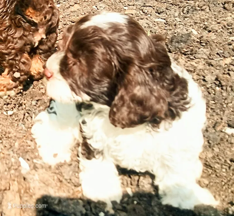 Sweet little girl  – Cavapoo puppy for sale in Hillsdale, MI