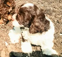 💕💙 Mini Mocha kids dog, a female Cavapoo for sale in Hillsdale, MI – 1 of 5