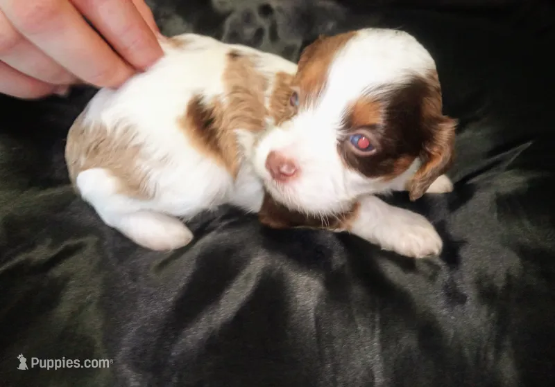 Lil' Doll chocolate merle  – Cavapoo puppy for sale in Hillsdale, MI