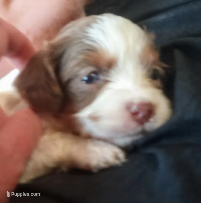 Cookies and cream 🍪 merle – Cavapoo puppy for sale in Hillsdale, MI