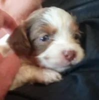 Cookies and cream 🍪 merle, a female Cavapoo for sale in Hillsdale, MI – 1 of 6