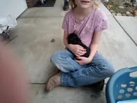 Tiny Tim reg. , a male Cavapoo for sale in Montpelier, OH – Photo 4 of 4