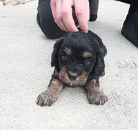 Tiny Tim reg. , a male Cavapoo for sale in Montpelier, OH – Photo 3 of 4
