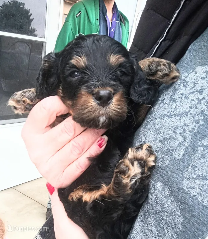 Tiny Tim reg.  – Cavapoo puppy for sale in Montpelier, OH