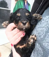 Tiny Tim reg. , a male Cavapoo for sale in Montpelier, OH – Photo 1 of 4
