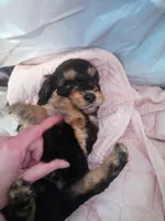 Tiny Tim reg. , a male Cavapoo for sale in Montpelier, OH – Photo 2 of 4