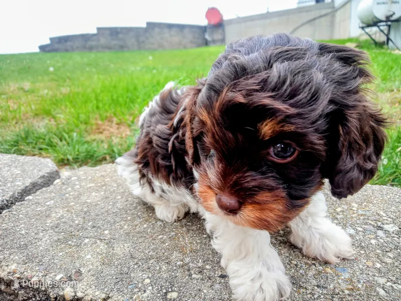 💖🤎💙 Chocolate cavapoo!!  – Cavapoo puppy for sale in Hillsdale, MI