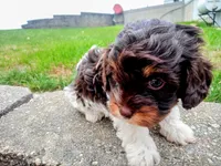💖🤎💙 Chocolate cavapoo!! , a male Cavapoo for sale in Hillsdale, MI – 1 of 6