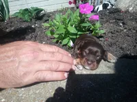 💕💙 Mini Mocha fcavapoo, a male Cavapoo for sale in Hillsdale, MI – 7 of 8