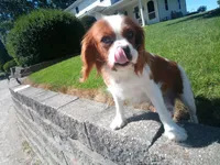 Lil red AKC , a male Cavalier King Charles Spaniel for sale in Hillsdale, MI – 3 of 4