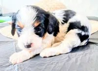 💕💙 Mini Mocha future cavapoo, a  Cavapoo for sale in Hillsdale, MI – 8 of 10