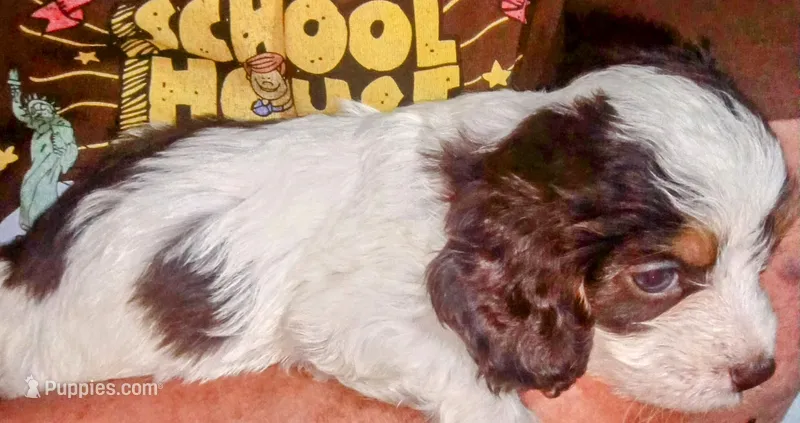 Lil' Hershey's kiss  – Cavapoo puppy for sale in Hillsdale, MI