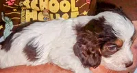 💙💙 Blue eyes 👀 Hershey's kiss , a male Cavapoo for sale in Hillsdale, MI – 2 of 6