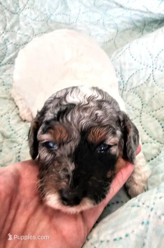 💙🐩💙Blue Merle girl 😍 – Poodle - Toy  puppy for sale in Hillsdale, MI