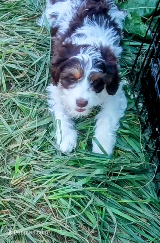 💙💙  Hershey's kiss  – Cavapoo puppy for sale in Hillsdale, MI