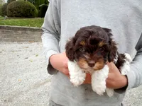 💖🤎💙 Chocolate cavapoo!! , a male Cavapoo for sale in Hillsdale, MI – 5 of 6