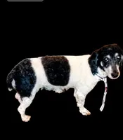 Lil Prince ♦️🐾 RED merle , a male Poodle - Toy  for sale in Hillsdale, MI – 6 of 10